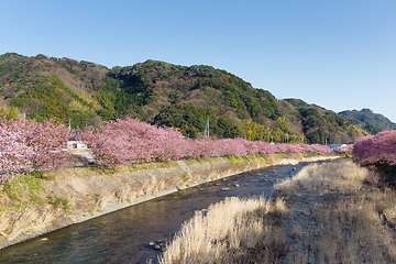 Image showing Sakura tree and river with blue sky