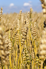 Image showing Grain field