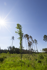 Image showing trees in the forest