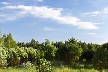 Image showing summer landscape