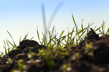 Image showing young wheat