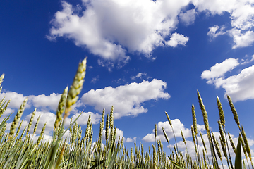 Image showing green wheat field