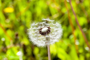 Image showing Dandelion Flower