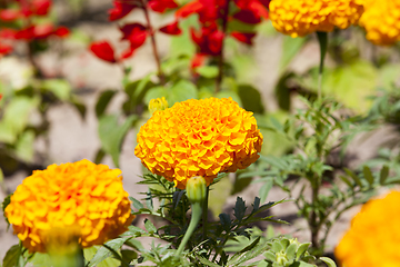 Image showing Orange flowers
