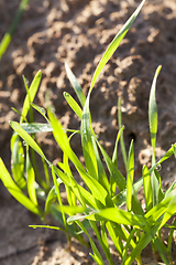 Image showing Green plants