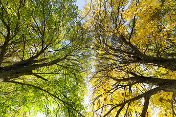 Image showing autumn colors tree