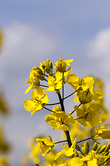 Image showing inflorescence of one rape