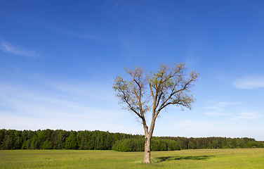 Image showing landscape with a tree