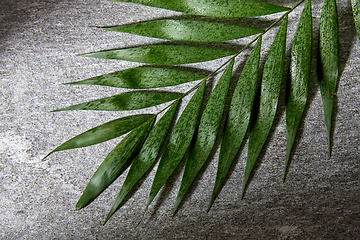 Image showing green moist palm tree leaf