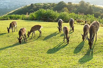 Image showing Family of deer