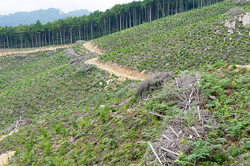 Image showing Green forest and meadow