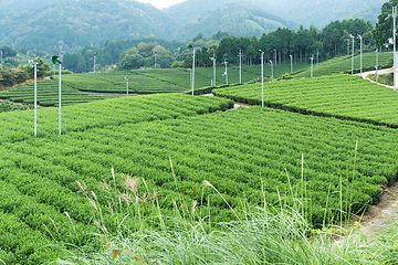 Image showing Tea plantation Cameron in Japan