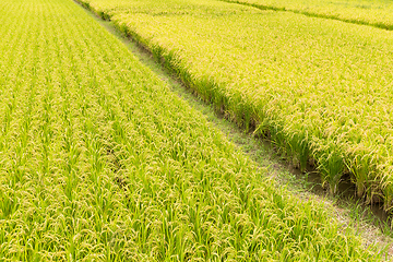 Image showing Rice field