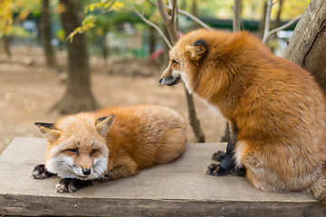 Image showing Cute red fox play together