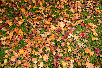 Image showing Autumn leaves