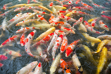 Image showing Japanese Koi Carps Fish swimming