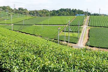 Image showing Green Tea Plantation