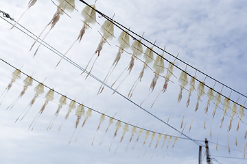 Image showing Drying squid under sun light