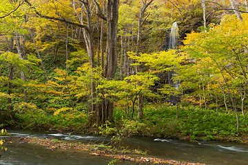 Image showing Autumn Colors of Oirase River