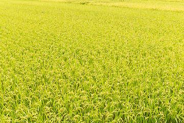 Image showing Paddy rice field