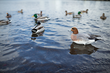 Image showing Group of duck on the lake