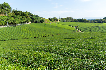 Image showing Green Tea field