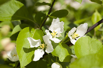 Image showing spring blossom