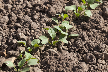 Image showing cucumber plantation