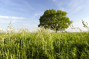 Image showing Summer oak tre