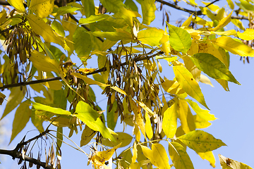 Image showing yellowed ash foliage