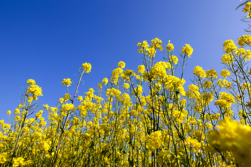 Image showing Yellow flowering rape field