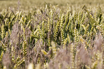 Image showing agricultural field