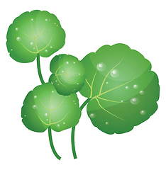 Image showing Green water cress leafs vector illustration of vegetables on whi