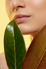 Image showing Close up of beautiful female face with green leaves over white background. Cosmetics and makeup, natural and eco treatment, skin care.