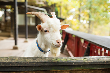 Image showing White Sheep relaxing and feeding in farm