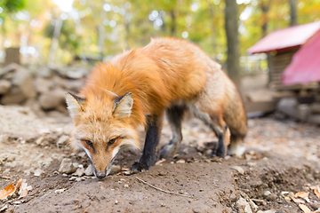 Image showing Lovely fox