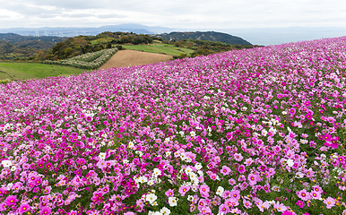 Image showing Cosmos flower