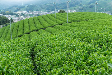 Image showing Tea farm in Japan