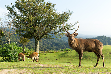 Image showing Group of Deer in mountain of Nara in Japan