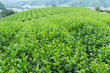 Image showing Green Tea farm in Japan