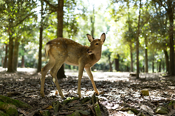 Image showing Wildness deer