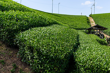 Image showing Tea plantation