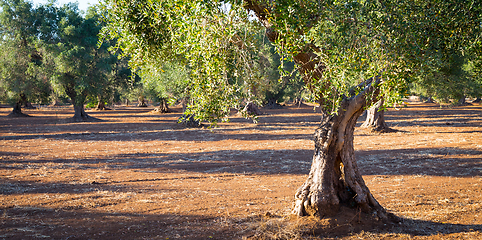 Image showing Old olive trees in South Italy