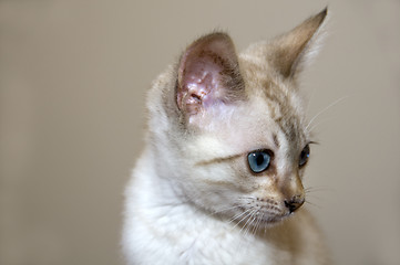 Image showing Kitten