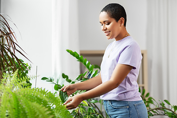 Image showing african american woman taking care of houseplants