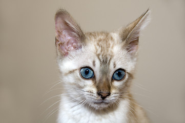 Image showing Kitten