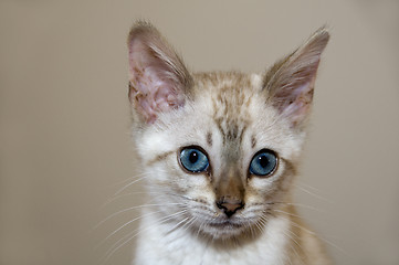 Image showing Kitten