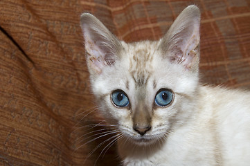 Image showing Bengal Kitten