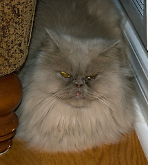 Image showing cat persian 03