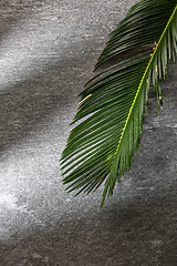 Image showing green moist palm tree leaf